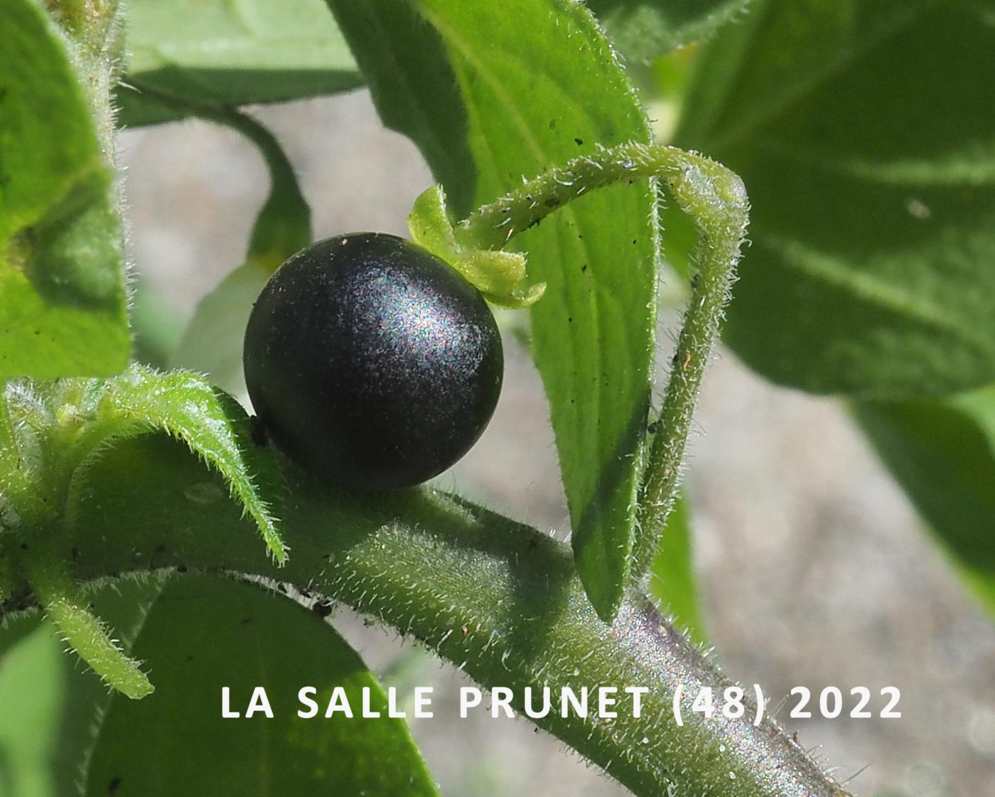 Nightshade, Black fruit